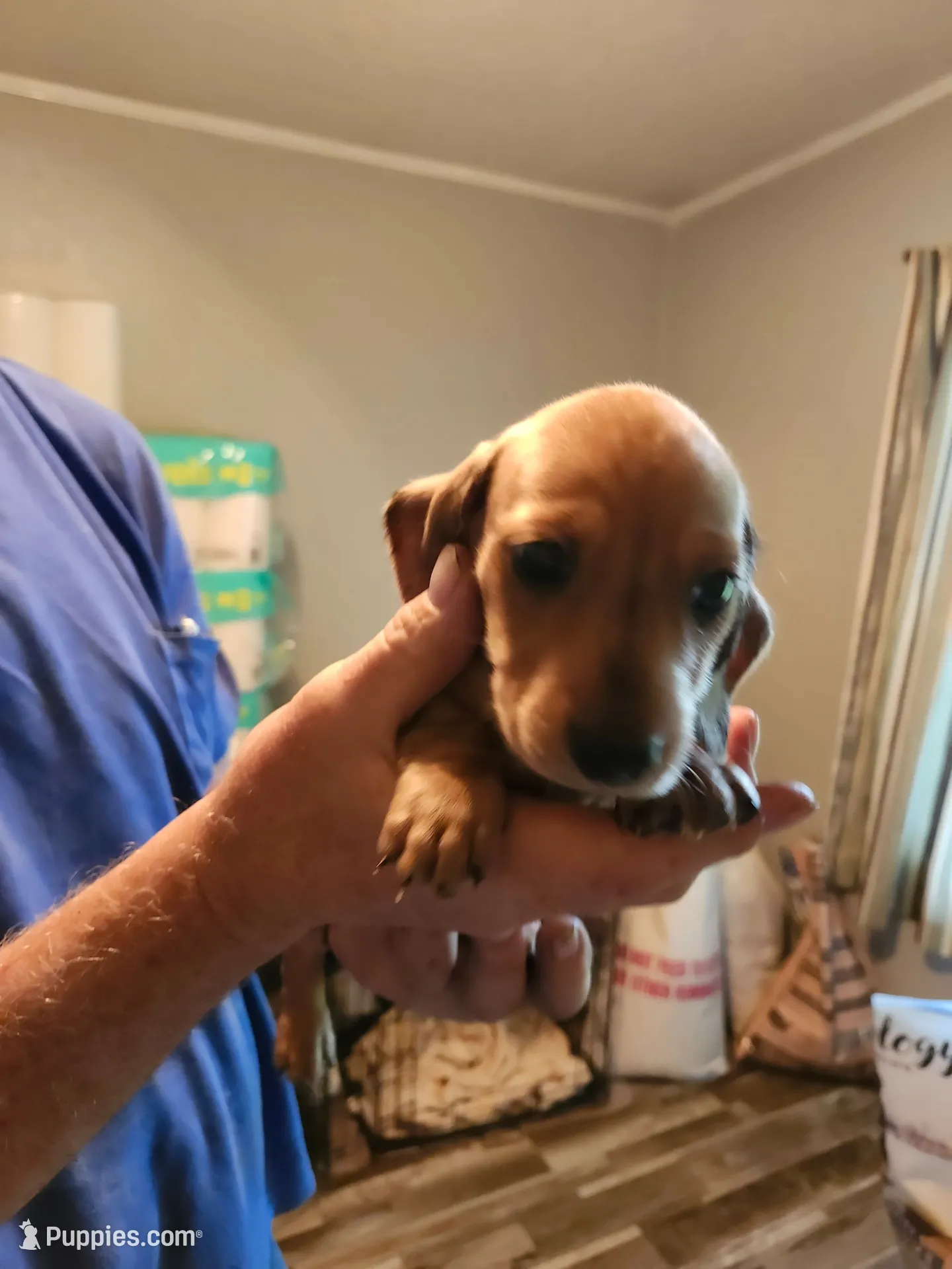 Glory, a male Miniature Dachshund for sale in Coweta, OK – 2 of 5