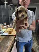 Daisy, a female Miniature Dachshund for sale in Coweta, OK – 2 of 2