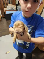 Girl 2, a female Dachshund for sale in Coweta, OK – 3 of 3