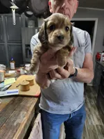 Daisy, a female Miniature Dachshund for sale in Coweta, OK – 1 of 2