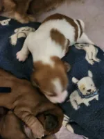 Boy 1- Dot, a male Dachshund for sale in Coweta, OK – 3 of 3