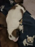 Girl 3- piebald, a female Dachshund for sale in Coweta, OK – 2 of 3