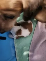 Boy 1- Dot, a male Dachshund for sale in Coweta, OK – 2 of 3
