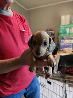 Smoke, a male Miniature Dachshund for sale in Coweta, OK – Photo 2 of 2