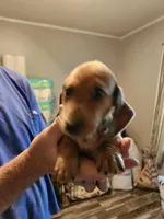 Glory, a male Miniature Dachshund for sale in Coweta, OK – 4 of 5