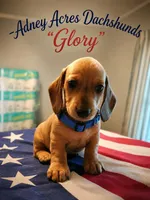 Glory, a male Miniature Dachshund for sale in Coweta, OK – 3 of 5