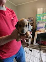 Smoke, a male Miniature Dachshund for sale in Coweta, OK – Photo 1 of 2