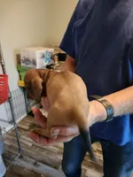 Glory, a male Miniature Dachshund for sale in Coweta, OK – 3 of 5