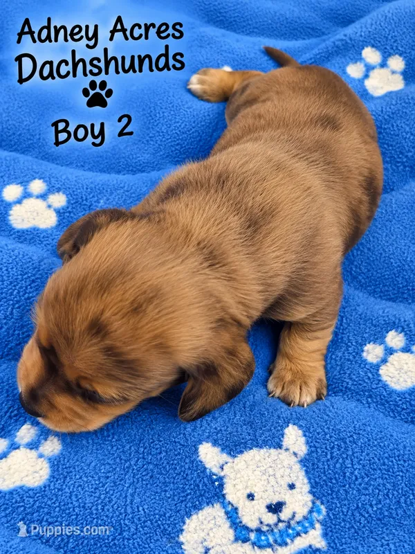 Boy 2 – Miniature Dachshund puppy for sale in Coweta, OK