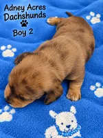 Boy 2, a male Miniature Dachshund for sale in Coweta, OK – 1 of 1