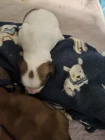 Girl 3- piebald, a female Dachshund for sale in Coweta, OK – 3 of 3