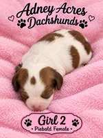 Girl 3- piebald, a female Dachshund for sale in Coweta, OK – 1 of 3
