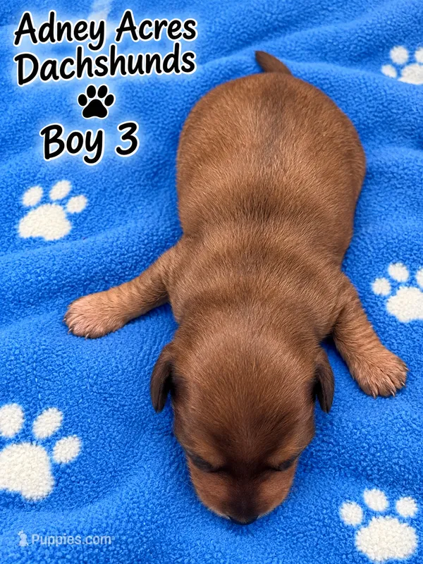 Boy 3 – Miniature Dachshund puppy for sale in Coweta, OK