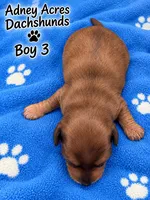 Boy 3, a male Miniature Dachshund for sale in Coweta, OK – 1 of 1