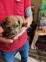 Spice, a male Miniature Dachshund for sale in Coweta, OK – Photo 2 of 3