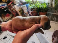 Spice, a male Miniature Dachshund for sale in Coweta, OK – Photo 3 of 3