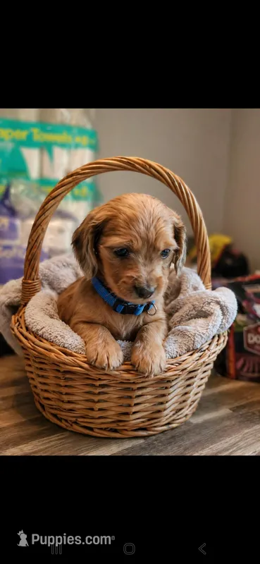 Spice – Miniature Dachshund puppy for sale in Coweta, OK