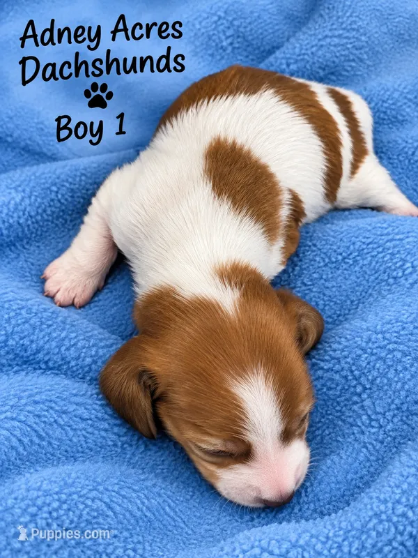 Boy 1- Dot – Dachshund puppy for sale in Coweta, OK