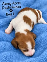 Boy 1- Dot, a male Dachshund for sale in Coweta, OK – 1 of 3
