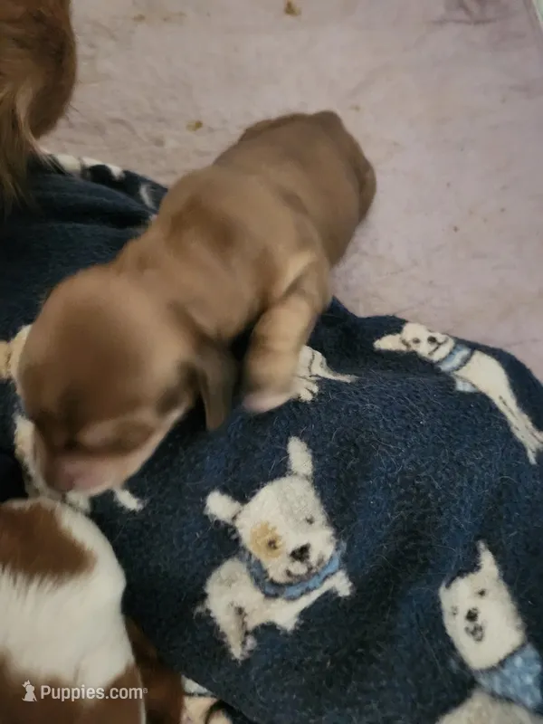 Boy 4 – Miniature Dachshund puppy for sale in Coweta, OK