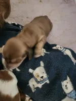 Boy 4, a male Miniature Dachshund for sale in Coweta, OK – 1 of 1