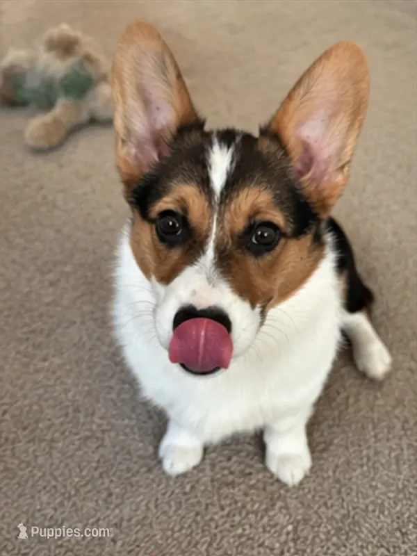 Stormi – Pembroke Welsh Corgi puppy for sale in Westfield, IN