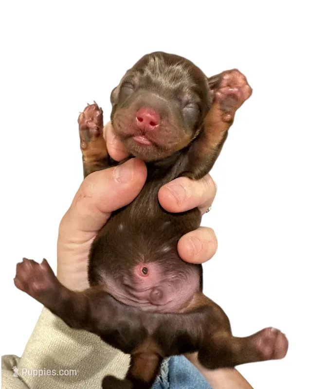 Chocolate and Tan Male – Miniature Dachshund puppy for sale in Westfield, IN
