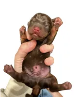 Chocolate and Tan Male, a male Miniature Dachshund for sale in Westfield, IN – 1 of 3
