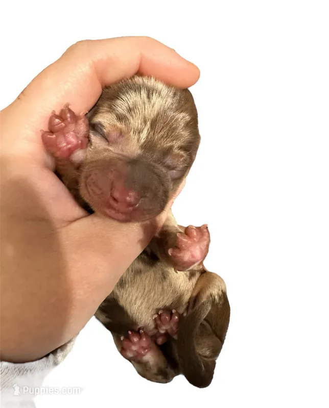 Chocolate Dapple 50/50 Split Face Male – Miniature Dachshund puppy for sale in Westfield, IN