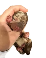 Chocolate Dapple 50/50 Split Face Male, a male Miniature Dachshund for sale in Westfield, IN – 1 of 3