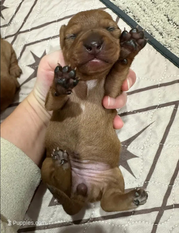 Girl 3 – Miniature Dachshund puppy for sale in Westfield, IN