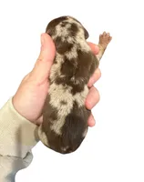 Chocolate Dapple 50/50 Split Face Male, a male Miniature Dachshund for sale in Westfield, IN – 2 of 3
