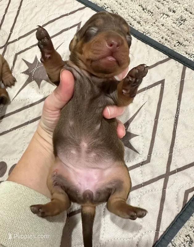 Girl 1 – Miniature Dachshund puppy for sale in Westfield, IN