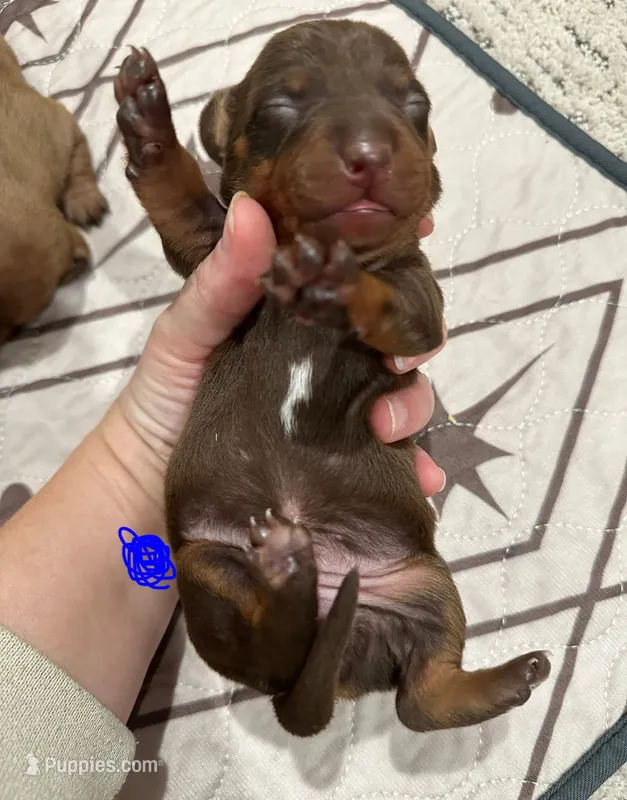 Boy 2 – Miniature Dachshund puppy for sale in Westfield, IN
