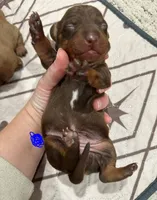 Boy 2, a male Miniature Dachshund for sale in Westfield, IN – 1 of 2