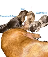 Red Dapple Female, a female Miniature Dachshund for sale in Westfield, IN – 2 of 3