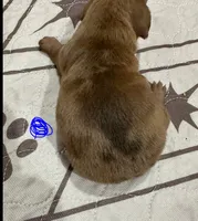 Boy 1, a male Miniature Dachshund for sale in Westfield, IN – 1 of 2