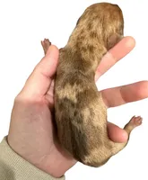 Red Dapple Female, a female Miniature Dachshund for sale in Westfield, IN – 3 of 3