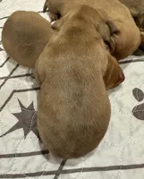 Girl 3, a female Miniature Dachshund for sale in Westfield, IN – 2 of 2