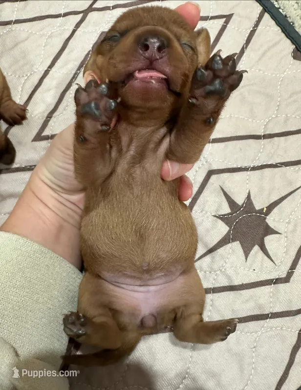 Girl 2 – Miniature Dachshund puppy for sale in Westfield, IN