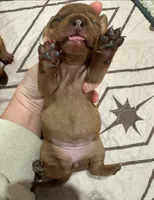 Girl 2, a female Miniature Dachshund for sale in Westfield, IN – 1 of 2