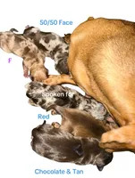 Chocolate and Tan Male, a male Miniature Dachshund for sale in Westfield, IN – 3 of 3