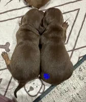 Boy 2, a male Miniature Dachshund for sale in Westfield, IN – 2 of 2