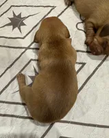 Girl 2, a female Miniature Dachshund for sale in Westfield, IN – 2 of 2