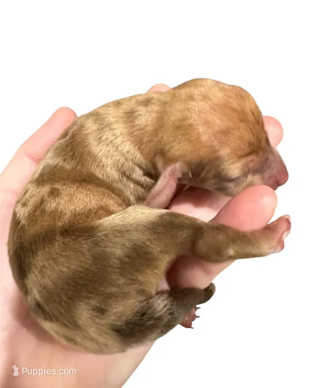 Red Dapple Female – Miniature Dachshund puppy for sale in Westfield, IN