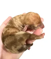 Red Dapple Female, a female Miniature Dachshund for sale in Westfield, IN – 1 of 3