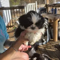 Suches, a male Shih Tzu for sale in Rockwell, NC – Photo 7 of 8