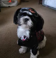 Suches, a male Shih Tzu for sale in Rockwell, NC – Photo 2 of 8