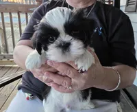 Suches, a male Shih Tzu for sale in Rockwell, NC – Photo 1 of 8