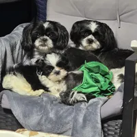 Suches, a male Shih Tzu for sale in Rockwell, NC – Photo 8 of 8